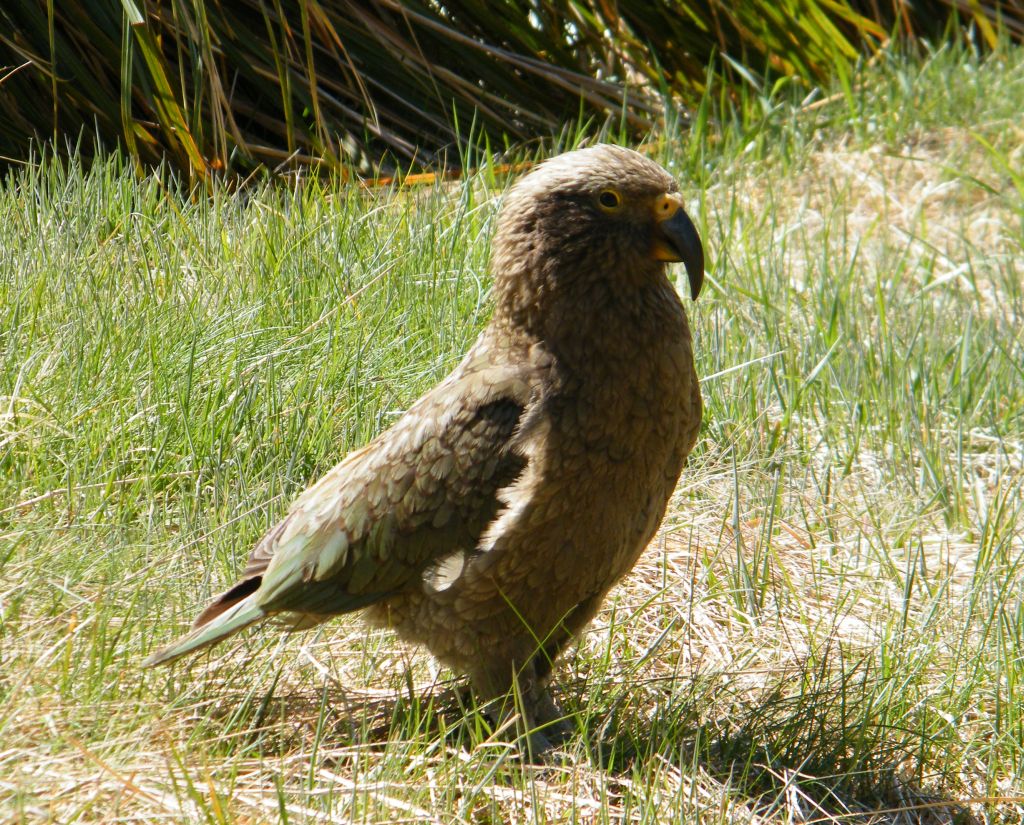 Kea