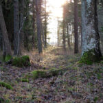 Finnhamn 2005 Tallskog