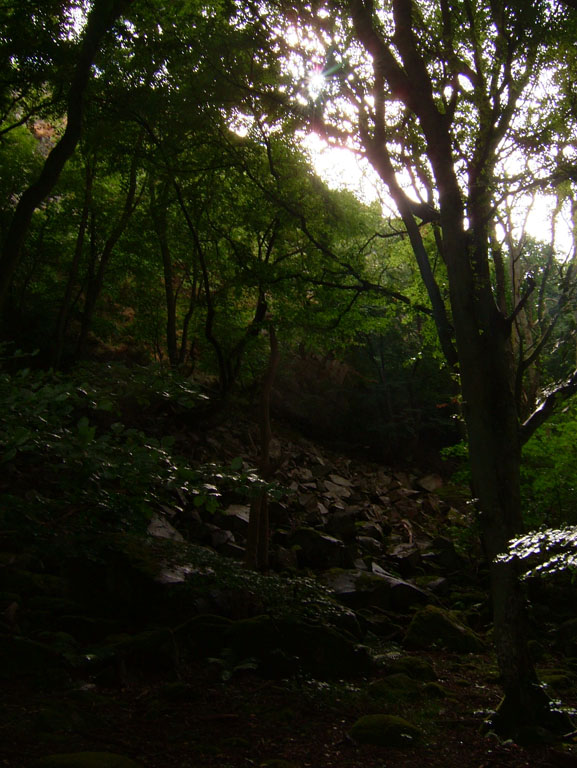 Stenshuvud trollskog Skåne 2005