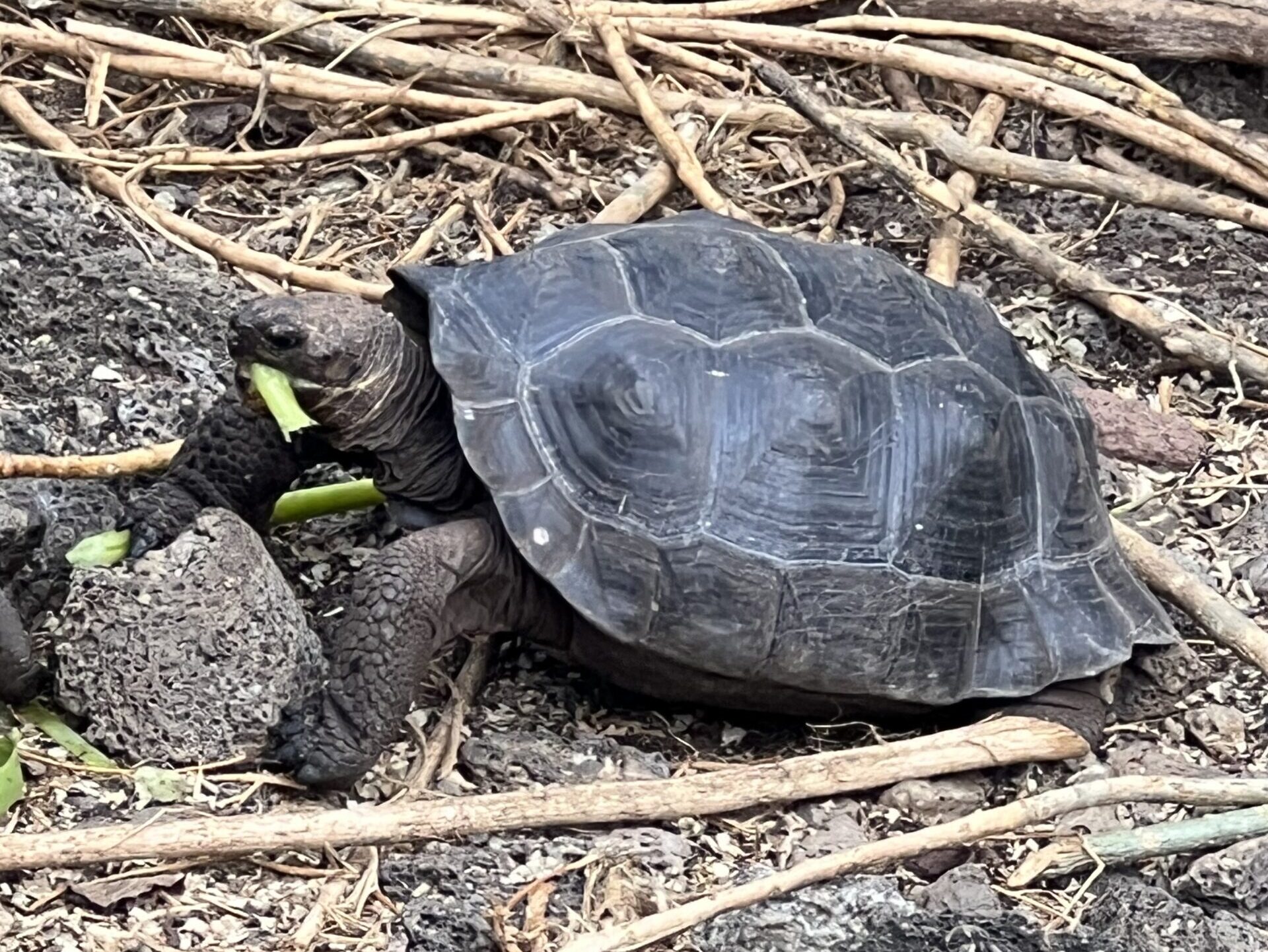 Sköldpadda Galapagos