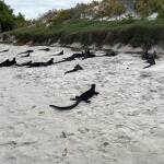 Tortuga bay leguaner