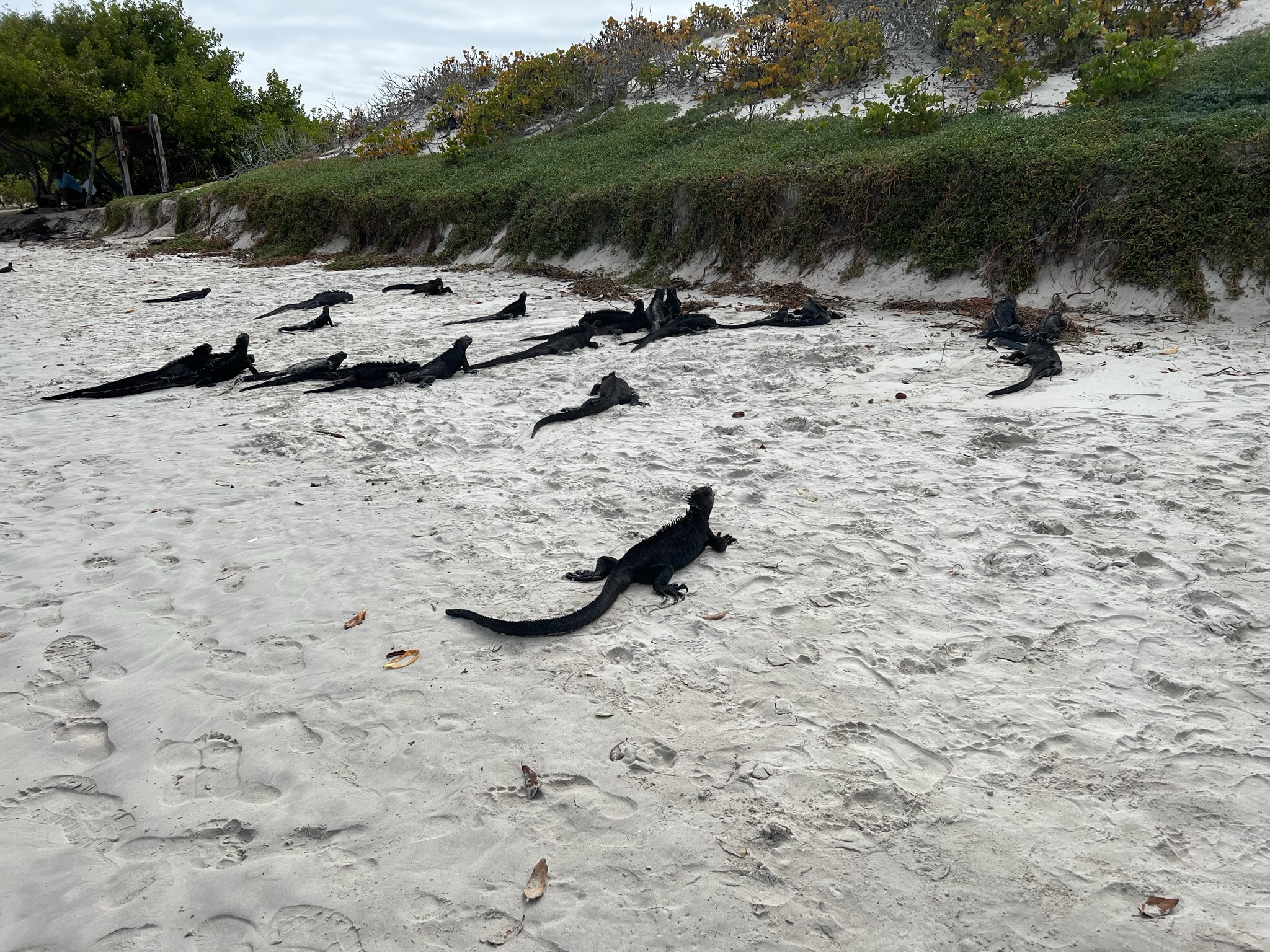 Tortuga bay leguaner