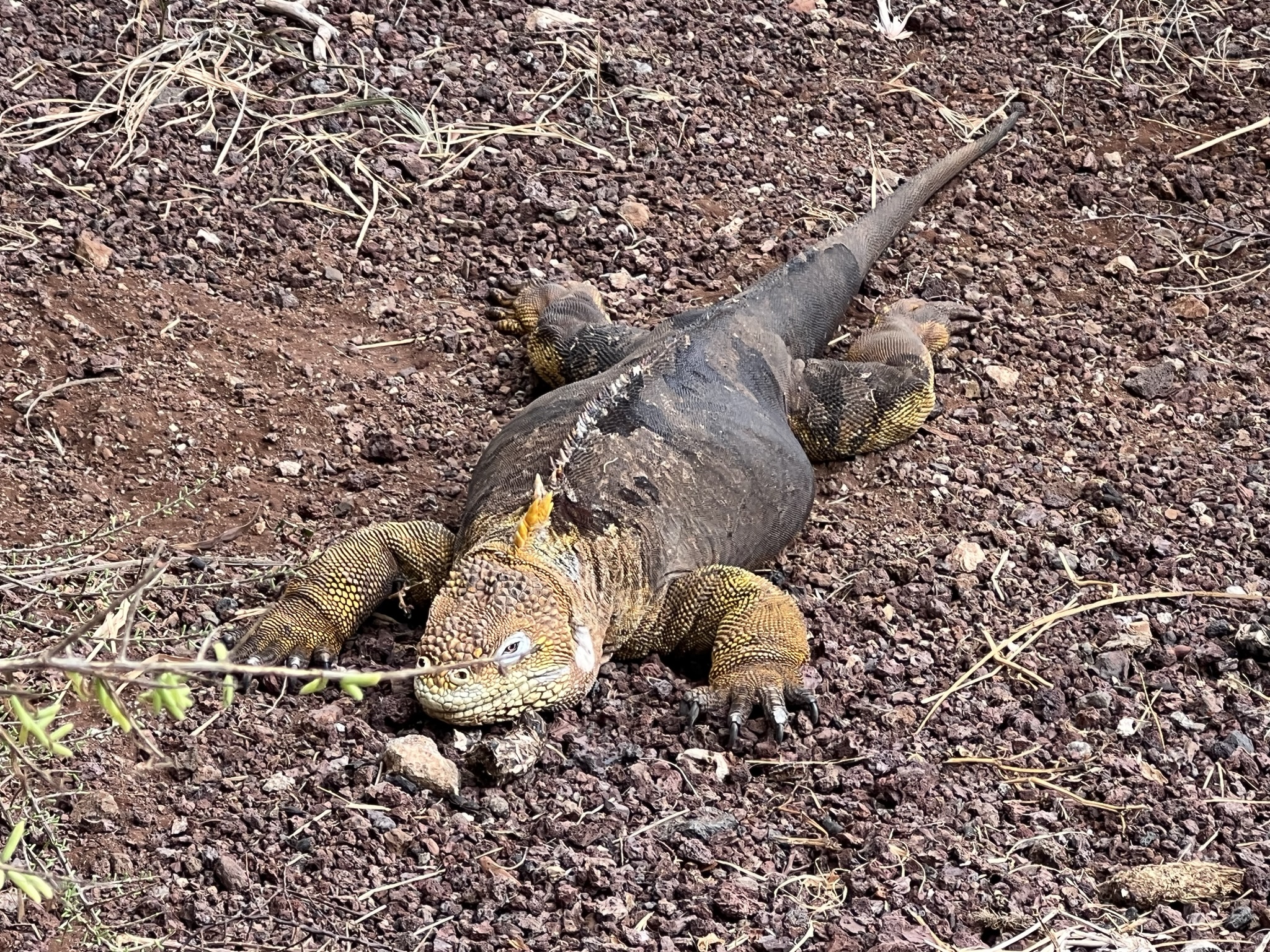 Leguan Baltra Galapagos