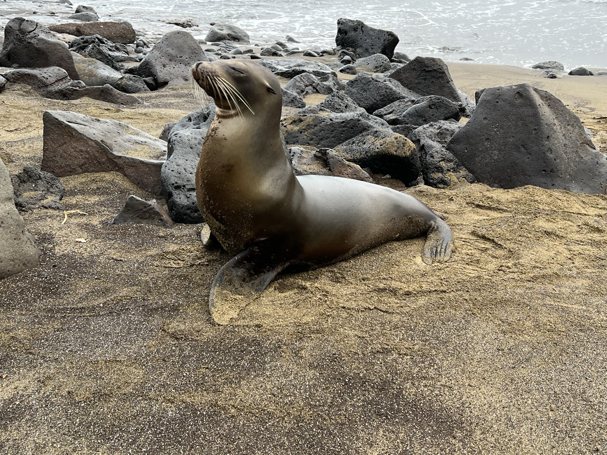 Snorkling, Pingviner och historier från förr