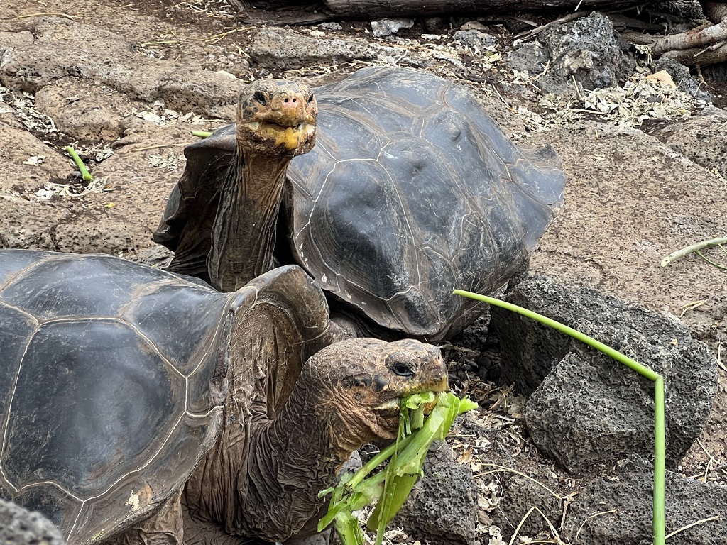 Sköldpaddor, Leguaner och Sjölejon