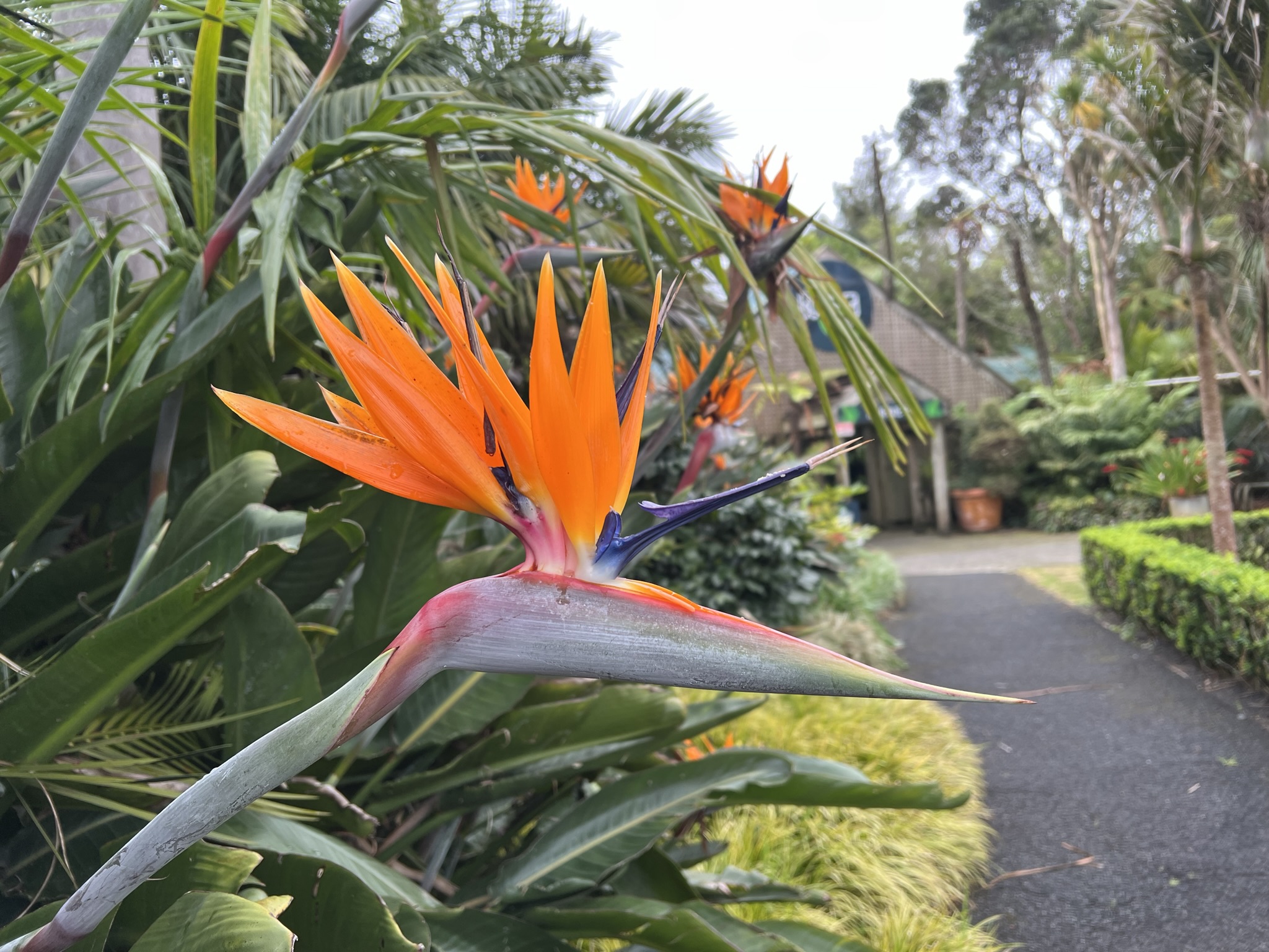 Nya Zeeland botanisk trädgård