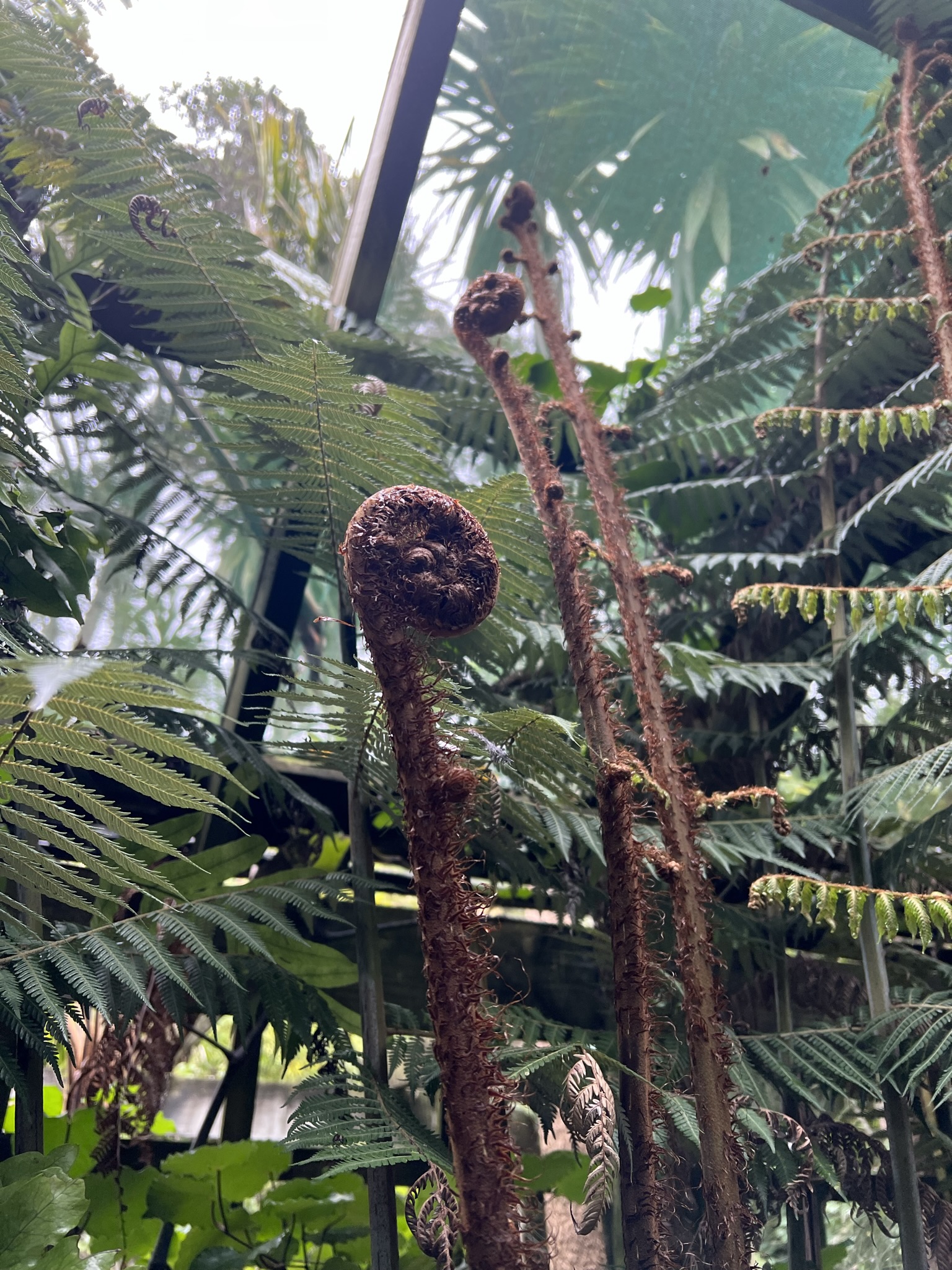Nya Zeeland botanisk trädgård