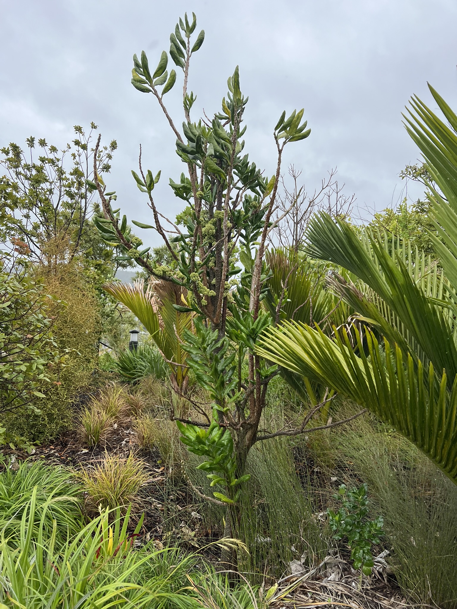 Nya Zeeland Hundertwasser