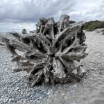 Nya Zeeland Ship Creek Walks