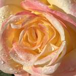 Nya Zeeland Botanical garden Christchurch