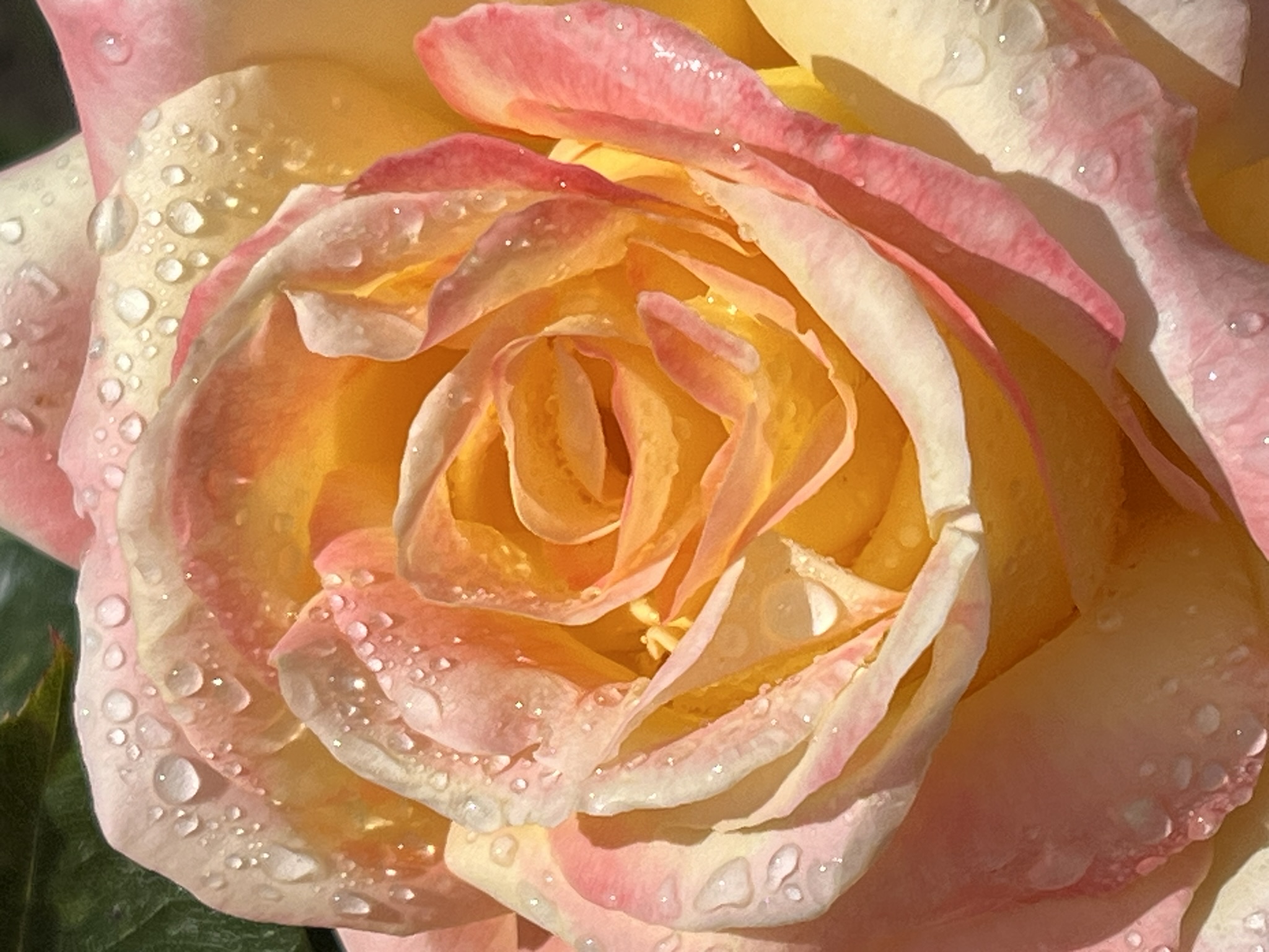 Nya Zeeland Botanical garden Christchurch