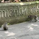 Bali Ubud money Forest