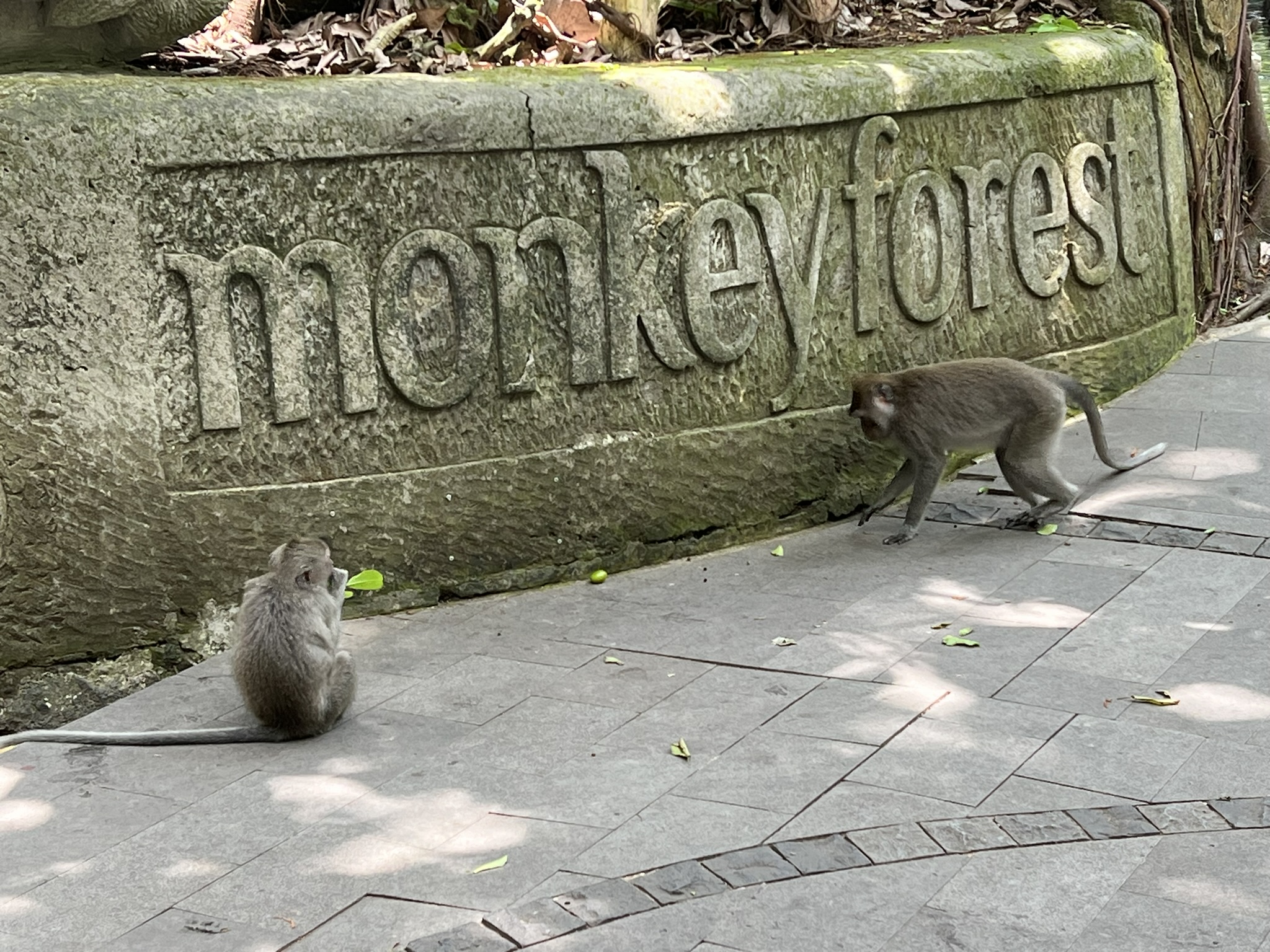 Båtbeställning, apor och en sista kväll