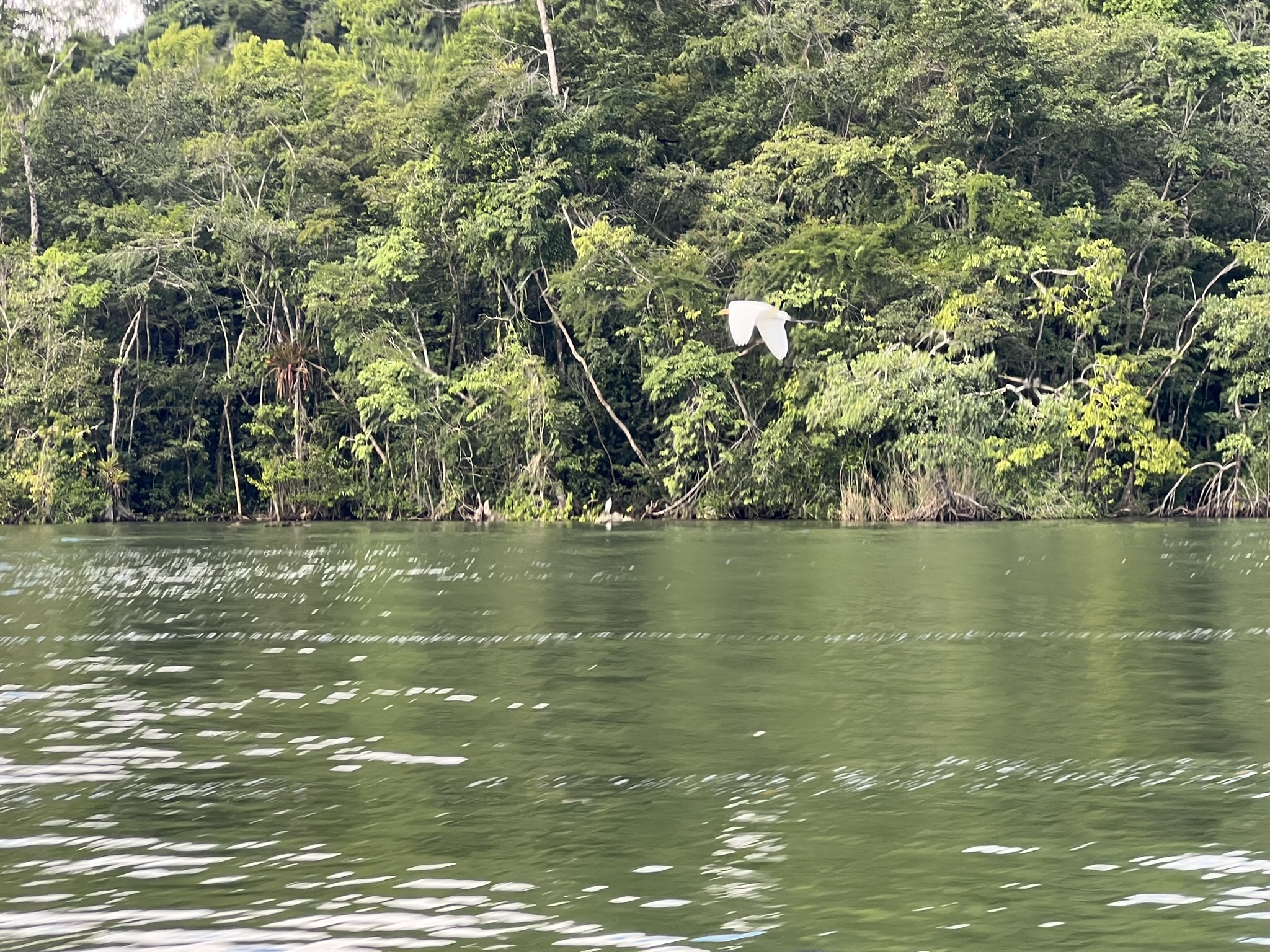 En lång resdag, ett djungelhotell och en flod